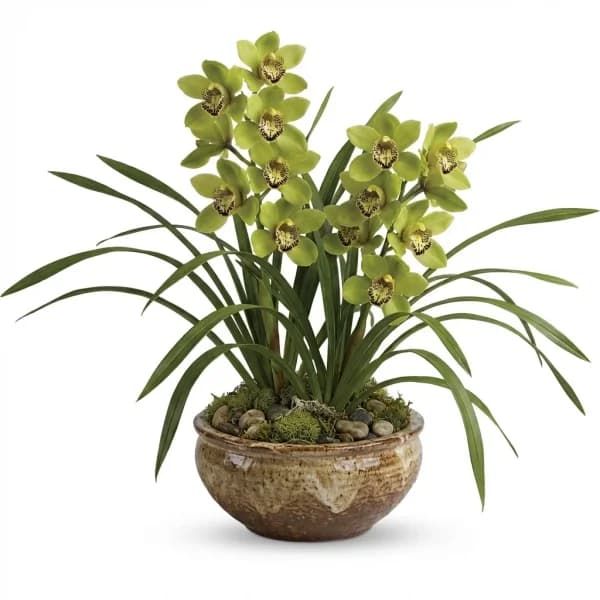 Graceful Refined Plant