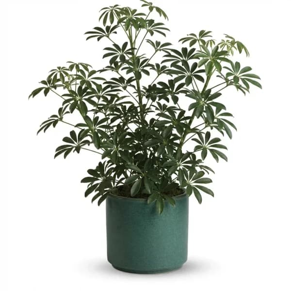 Botanic Oasis Plant