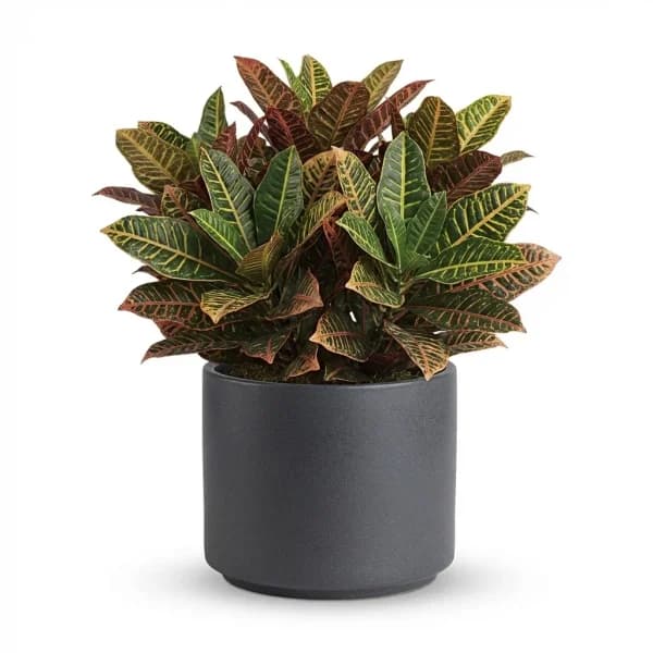Grand Croton Plant