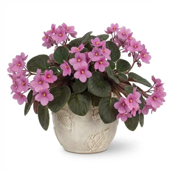 Modern Haven Houseplant