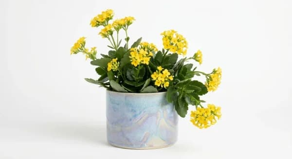 Golden Garden Plant