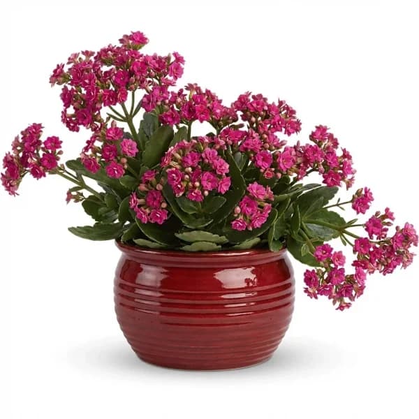 Radiant Promise Plant