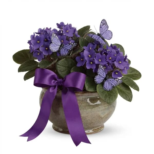 Violet Butterfly Blooms