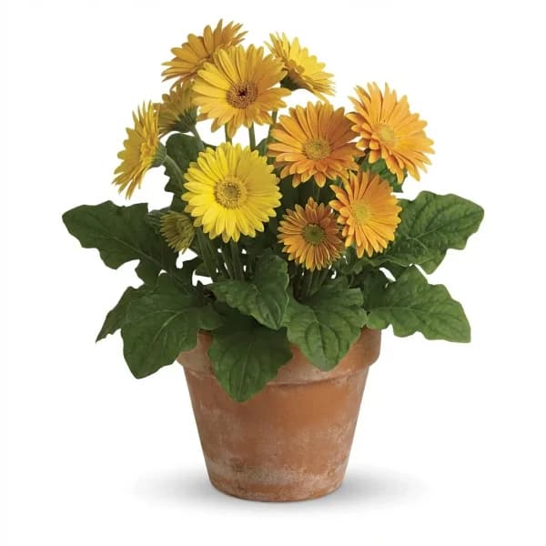 Yellow Gerbera Glow