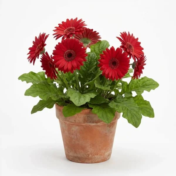 Red Gerbera Glow
