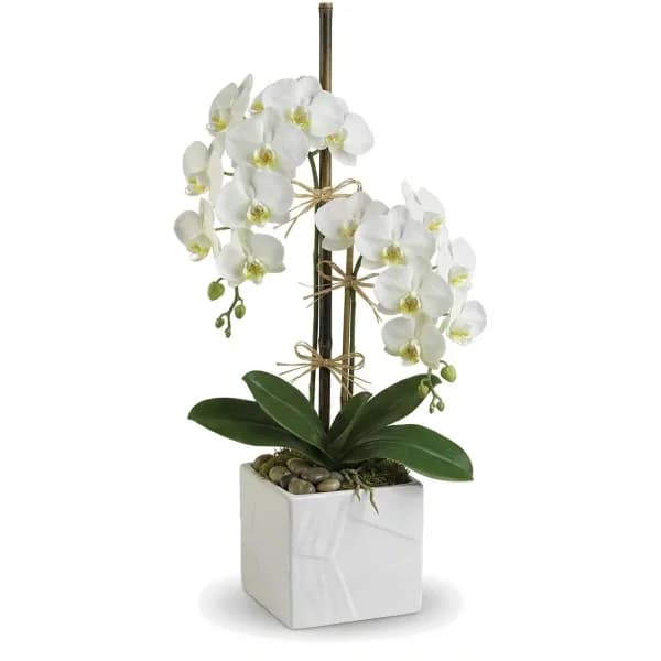 Modern Nocturne Plant