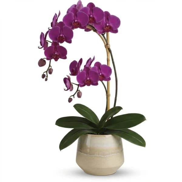 Velvet Mosaic Houseplant