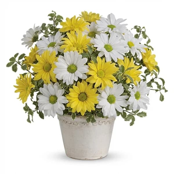 Sunny Burst Blooms