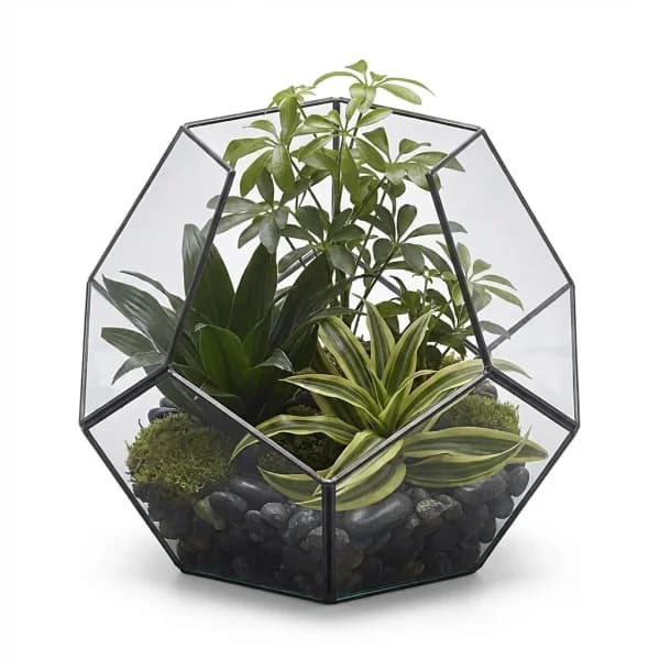 Dove Aura Terrarium