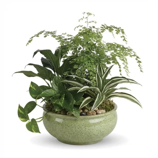 Canopy Vista Planter