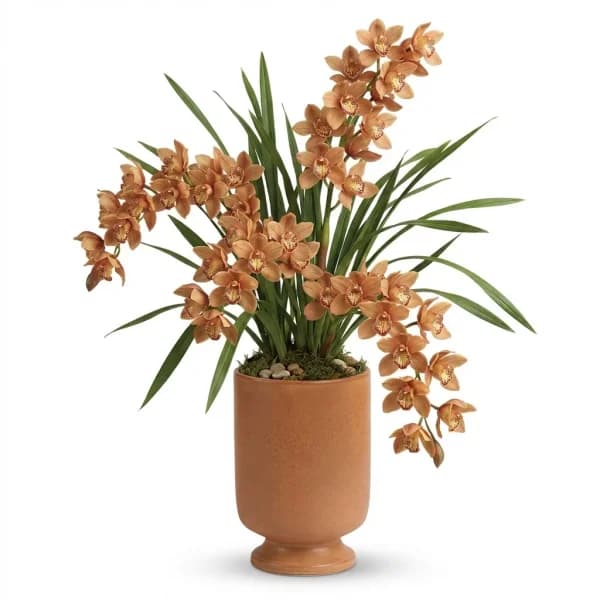 Graceful Grace Houseplant