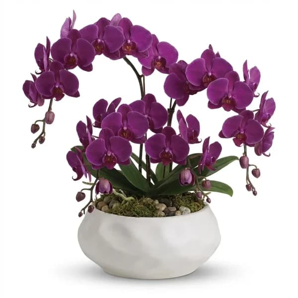 Satin Halo Houseplant