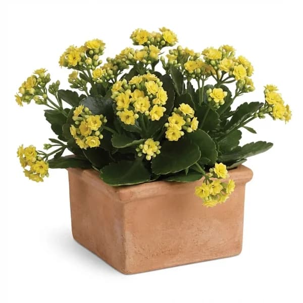 Glow Light Plant