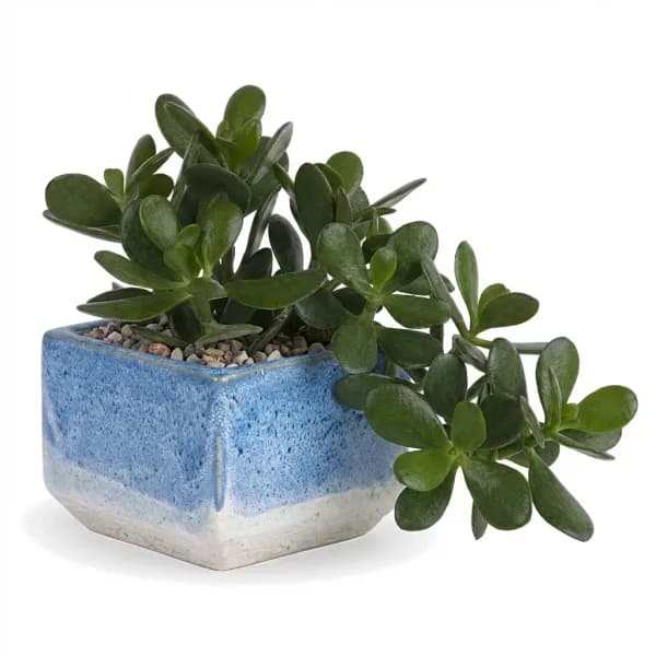 Twilight Bay Plant