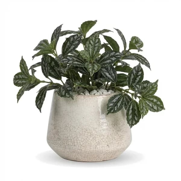 Breezy Harbor Houseplant