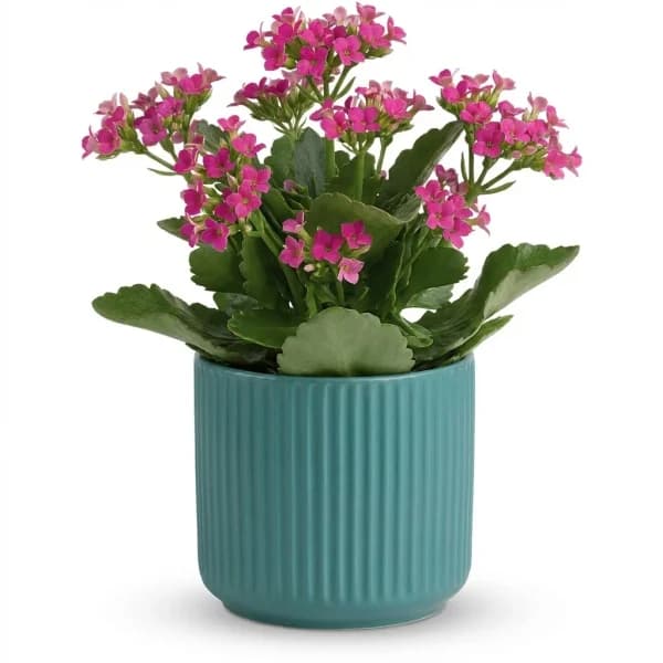 Cobalt Breeze Plant
