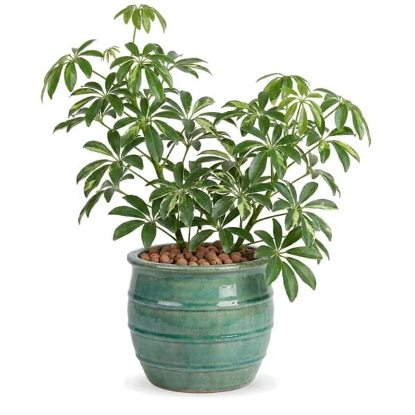 Living Garden Plant