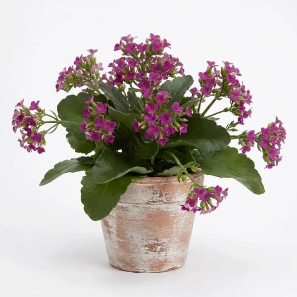Verdant Harmony Houseplant